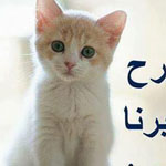 ���� ����