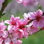 ������ ������ ...������ ���� ������� ���� ������ ...����� ����� ������ ...