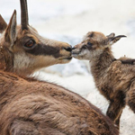 ���� ���� .. ������ ������