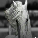 ������� ���� 100%