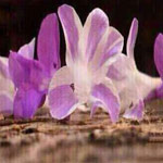 ����� ������ ��� ����� ����� �������