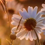 ������ ��� ������ ��� �� ��� �� ���� ���� ��� ���� .