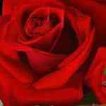 ��� ��� ������ ��� �� ���