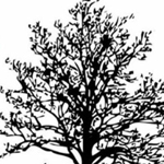 �� �� ������ɿ