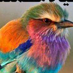 ���� ���� ������� ���