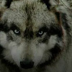 ����� ������ ���� �� ������