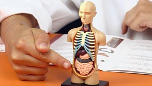 5 معلومات وحقائق مذهلة وغريبة قد تقرأها لأول مرة عن جسم الانسان