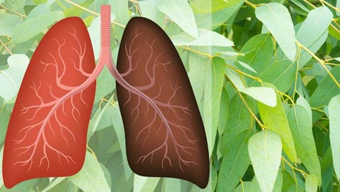 8 أعشاب تعزز من صحة الرئتين وتبعد سرطان الرئة والتهابها