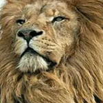 ������� ������� ���� ����� �� ��������