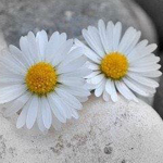 �� ��� ����� ���� ������� �� ������� ...