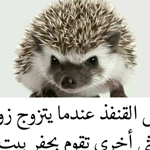 ����� ������� .. �� �����