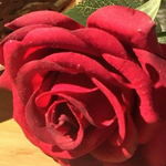 ������ ���� ����� ������