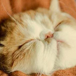 ���� ����� ������� ���� ����� ���� ����� 