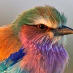 ���� ����