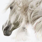 ������ ���������