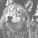 ����� ������ �� �����