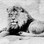 ���� ����