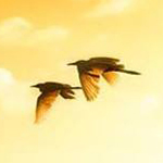 ���� ������ �����