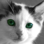 ���� ������� �����