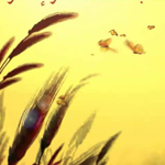   ����� ��� ����� �����  