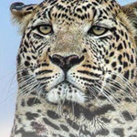 ���������� ���� ����� �����