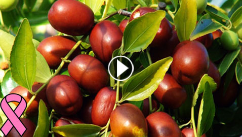 (التمر الصيني - العناب) يقضي على السرطان ويقي من الإصابة به