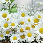 ����  ��� ������ ���� ������� ������� ��� �������� ���������