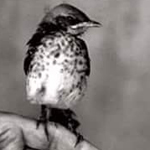 ����� �� ������� �� �������