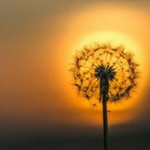 ��� ���� ����