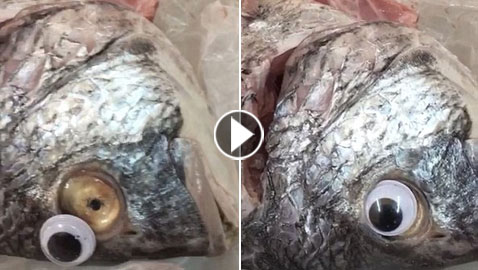 إغلاق متجر في الكويت يبيع أسماكا بعيون بلاستيكية لتبدو وكأنها طازجة!