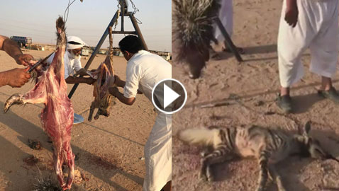  فيديو صادم وبشع: يصطادوا حيوانات من القوارض بالرصاص ويأكلونها