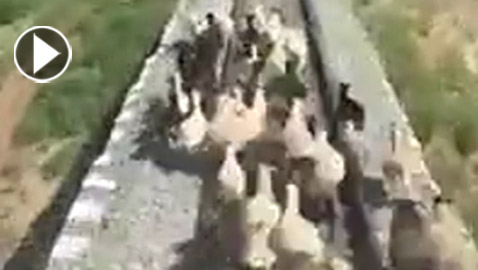 فيديو مروع.. قطار يدهس قطيع أغنام أثناء عبوره شريط السكة الحديد