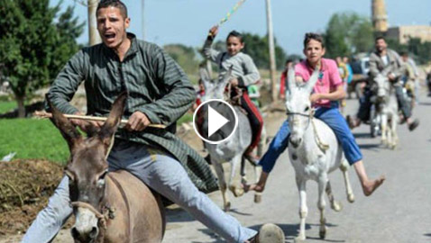 فيديو وصور ماراثون للحمير في مصر.. هذه هي الجوائز وتفاصيل المسابقة