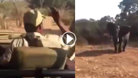 فيل غاضب يهاجم سيارة مليئة بالسياح.. فيديو