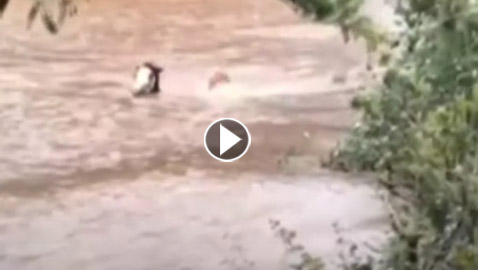فيديو مغامرة خطيرة.. رجل وحصان في الماء