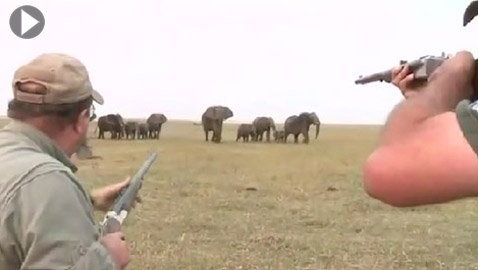 قطيع أفيال يهاجم صيادين لإطلاقهم النار على واحد منهم.. فيديو