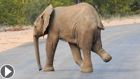 فيديو مؤثر لفيل يعبر الطريق بشجاعة رغم فقدانه لأحد أطرافه