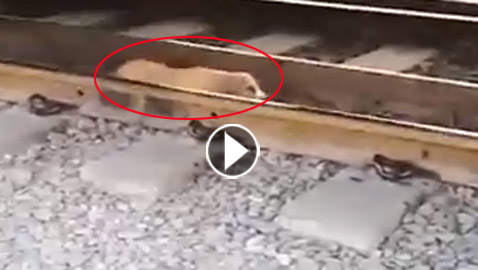 فيديو مرعب..  كلب ينجو بأعجوبة تحت عجلات قطار 