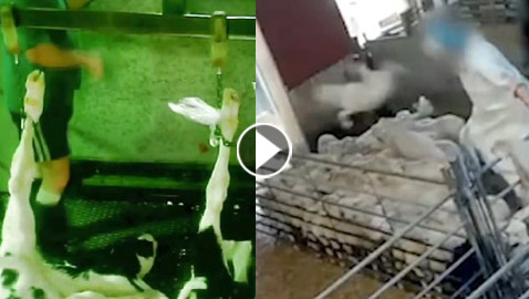 فيديو صادم يكشف عن انتهاكات مروعة تتعرض لها الخراف في مسلخ إسباني