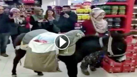 الحمير عوضا عن الأكياس في المحلات التجارية التركية.. فيديو 