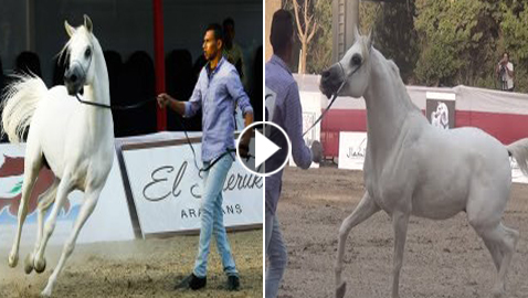 فيديو وصور: مسابقة ملكة جمال الخيول العربية في مصر و(عيّاد) هو الفائز