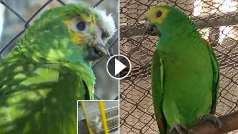 قصة الببغاء الذي نجا من لدغة أفعى ورصاصة في وجهه واختطافه!