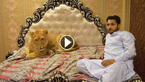 بالفيديو والصور:رجل يربي أسدا داخل منزله ويسمح له بالنوم على سريره