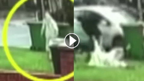 تصرف بطولي يخلص مسنة من هجوم مروع.. فيديو