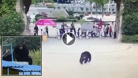 بالفيديو: شمبانزي يهرب من قفصه في حديقة حيوان صينية