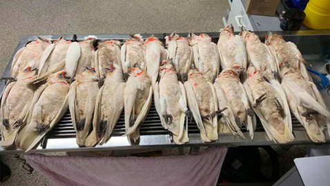 هلع في أستراليا بعد تساقط عشرات الطيور من السماء وهي تنزف! صور