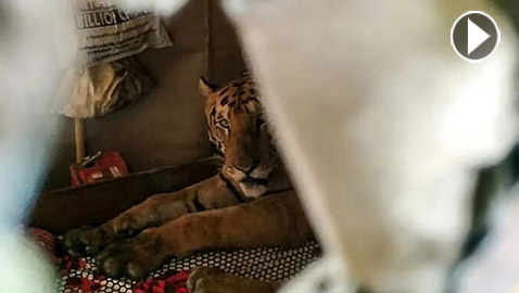 عائلة تعثر على نمر نائم بسريرهم.. فيديو وصور