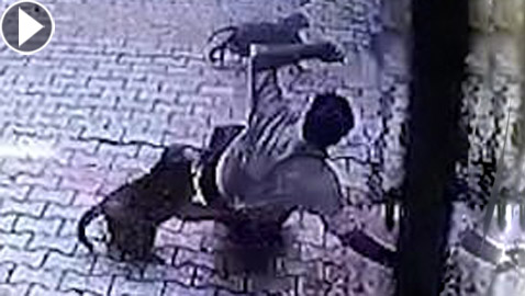 عصابة قرود تحتل قرية هندية وتهاجم سكانها المرعوبين! فيديو