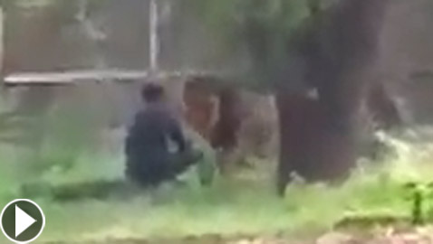 شاهدوا ماذا حدث لرجل اقتحم عرين الأسد في حديقة حيوان لاستفزازه! فيديو