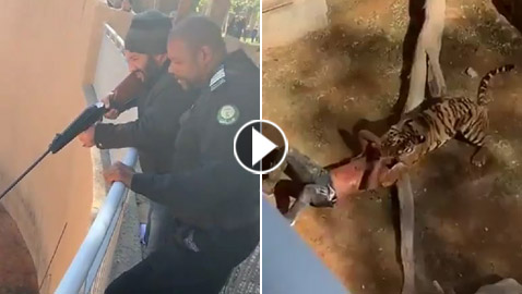 هجوم نمر على سوداني في حديقة حيوان والضحية يروي تفاصيل الحادثة!